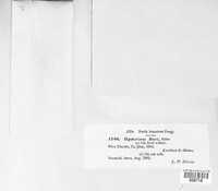 Hysterobrevium mori image